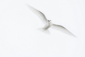 no 4 64_White Tern  